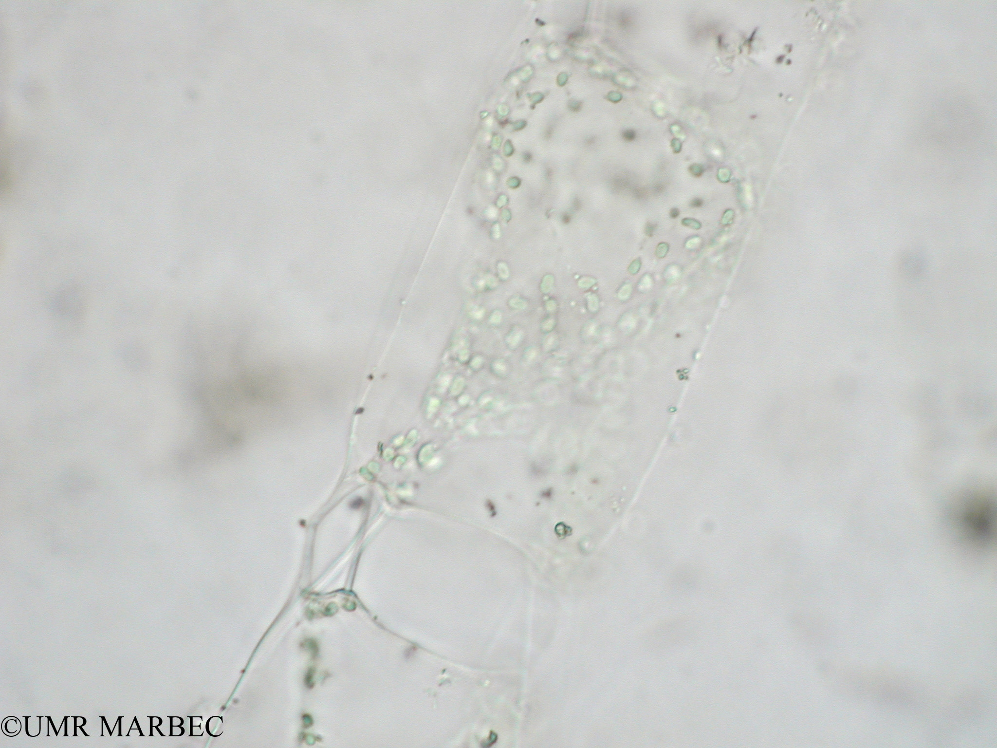 phyto/Tulear Lagoon/all/ICAR2 Avril 2008/Odontella sinensis (odontella sp2 c)(copy).jpg